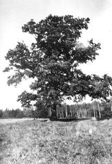 004 0016 Alte Eiche im Rossgarten