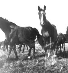 004 0017 Bartenhoefer Remonten