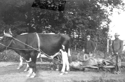 004 0060 Ochsengespann aus Fichtenhof Vorwerk bringt den von Fritz Meyer erlegten Hirsch