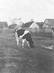 005 0051 Auf der Kuhwiese von Bauer Otto Seidler
