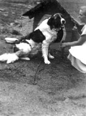 006 0011 Hofhund Nero auf dem Anwesen Ruthke