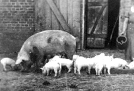 006 0013 Zuchtsau mit Ferkeln auf dem Hof Ruthke
