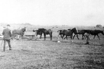 006 0043 Biothen 1940 Otto Komm bei den Pferden auf der Pregelwiese