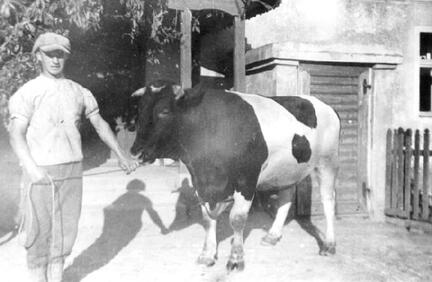 006 0061 Mit dem Zuchtbullen im Hof Ruthke