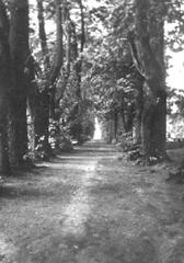011 0020 Lindenallee im Park