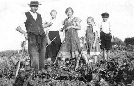 012 0017 Friederikenruh am 05 Juli 1937 Bauer Gustav Schoen mit seinen Kindern beim Ruebenhacken