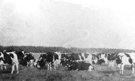 012 0022 Ein Teil der Kuhherde von Lorenz Eiserwagen 1944