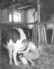 015 0057 Renate von Koss beim Melken im Jahre 1943