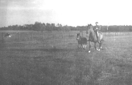 016 0012 Horst Hoffmann mit Stute und Fohlen