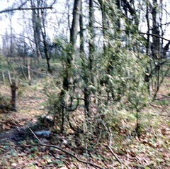 016 1017 Der Friedhof im Jahre 1992