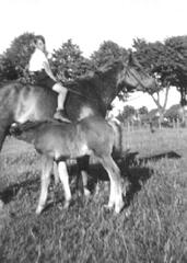 017 0014 Alfred Gruber reitet auf der Stute