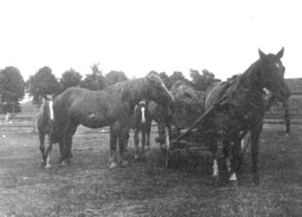 017 0017 Auf der Pferdekoppel von Martin Gruber in Frischenau