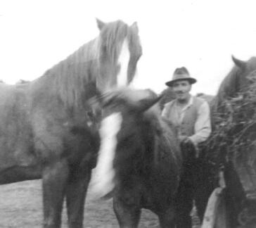 017 0018 Auf der Pferdekoppel von Martin Gruber in Frischenau