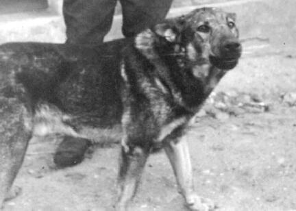 017 0019 Der Hofhund auf dem Anwesen Gruber