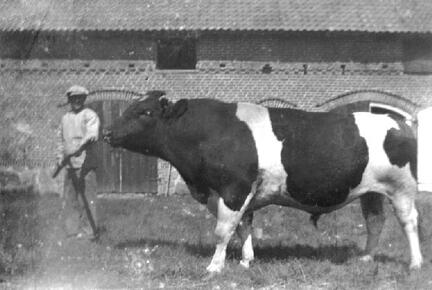 018 0010 Zuchtbulle auf dem Hof Thomaschky in Gross Fritschienen