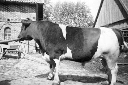 018 0011 Der Zuchtbulle auf dem Hof Thomaschky in Gross Fritschienen
