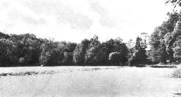 020 0011 Ein kleines Naturparadies der Muehlenteich