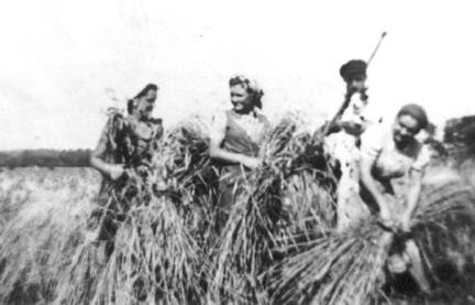 020 0049 Roggenernte bei Griegers in Dammkrug