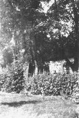 022 0025 Auf dem Goldbacher Kirchhof Uralte Eichen und Linden neben der Kirche