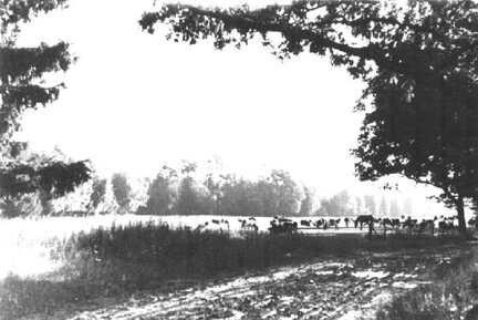 022 0039 Garbeningker Jungviehherde auf der Weide am Tegenwalder Weg