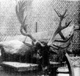 023 0007 Ungerader 20 Ender im Forstamt Grauden 1940
