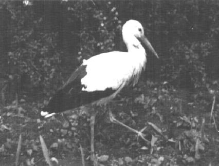 023 0012 Meister Alida Ein Storch aus der Aufzucht in Grauden