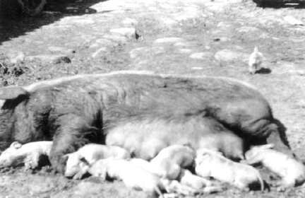 035 0015 Guter Nachwuchs auf dem Hof Liedtke Gundau