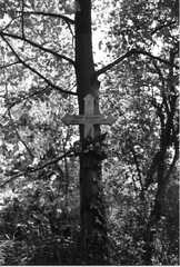 036 1002 Gedenkkreuz an einem Baum in Guttschallen