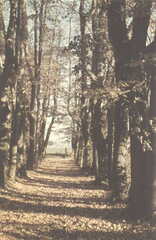 036 1003 Park in Guttschallen