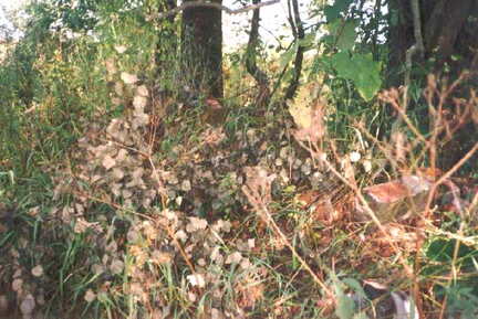 036 1005 Hier stand einmal das Wohnhaus von Potzuweit