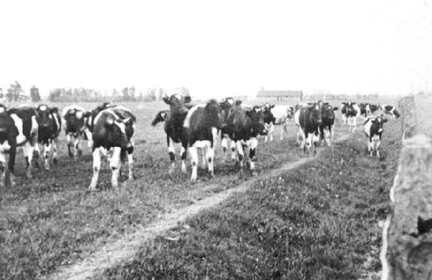 038 0008 Ortsteil Pomauden Jungviehherde vom Gut Pomauden