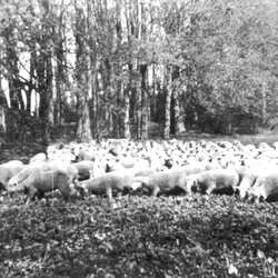 Hasenberg bis 1945