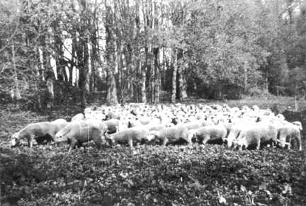 038 0024 Die Schafherde