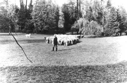 038 0035 Schafherde mit Hirte und Hund