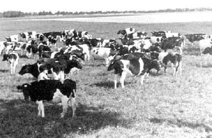 038 0038 Herdbuchherde