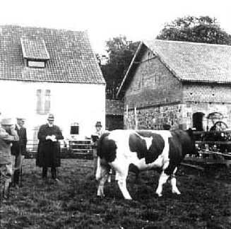 038 0039 Bullenkoerung