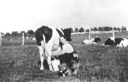 040 0043 Beim Melken in Imten