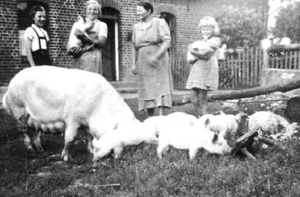 041 0016 Die Schweinezucht auf dem Hof Gueldenstern