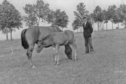 045 0057 Gustav Emmenthal bei den Pferden