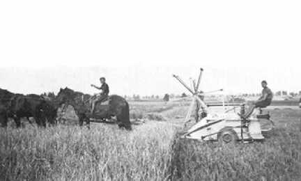 048 0007 Konrad und Walter Jurr bei der Erntearbeit