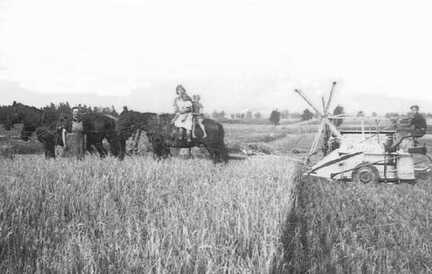 048 0018 Familie Johanna Jurr bei der Erntearbeit im Jahre 1939