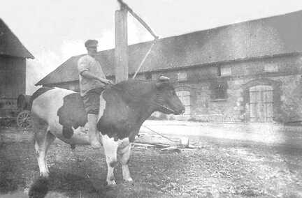 050 0017 Der Schweitzer Herr Wallat auf dem Zuchtbullen der Familie Gudde Rechts der Vieh und Pferdestall nach dem 1 Weltkrieg neuerbaut