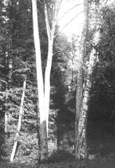 053 0009 Koppershagen im Forst
