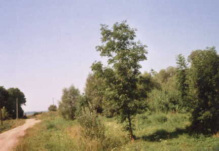054 1003 Der Weg ueber den Gutshof zur Omet