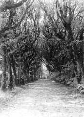056 0015 Lindenallee im Gutsgarten Gross Kuglack