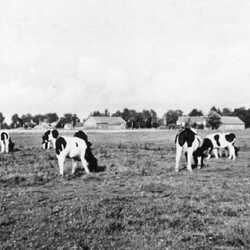 Kuglack bis 1945