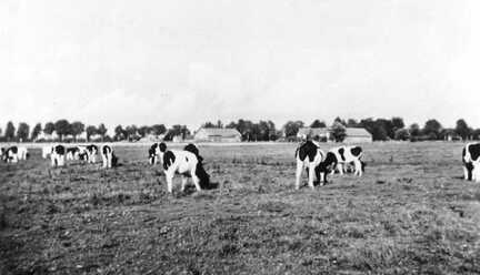 056 0026 Kaelberwiese in Lischkau mit dem Blick auf Gut Lischkau im Jahre 1936