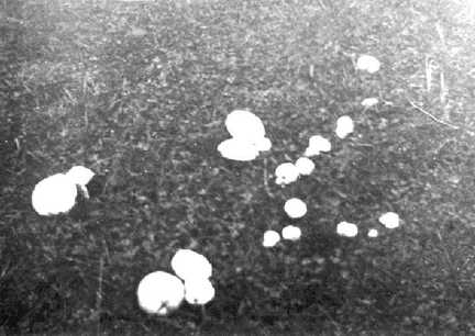 056 0027 Pilze im Lischkauer Wald