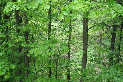 056 1009 Kuglack im Mai 2006 Der Teich im Lischkauer Grund