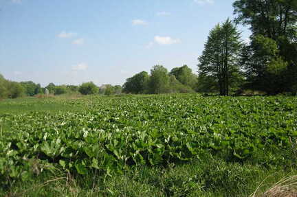 056 1018 Lischkau im Mai 2006 Nur noch Grasslandschaft